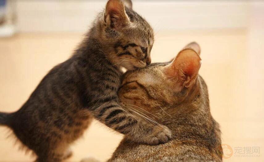 母猫生产完多久能恢复