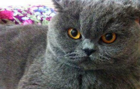 四个月大的蓝猫老是咬人怎么办