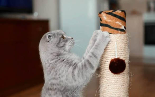 养一只猫一个月最少花多少钱