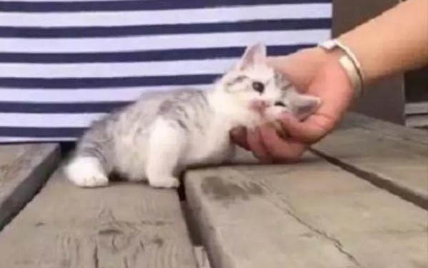 猫咪口炎会传染给其他的猫吗