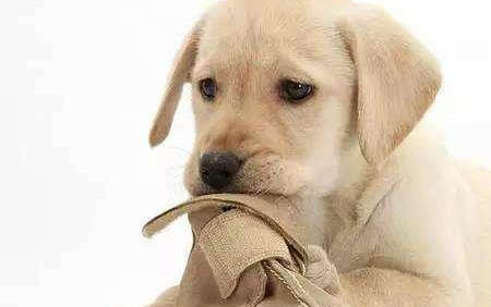 狗狗打过狂犬疫苗还要打针吗?