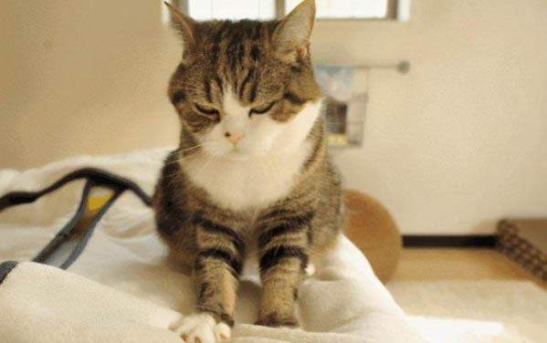 猫咪不同行为动作的需求和想法解析