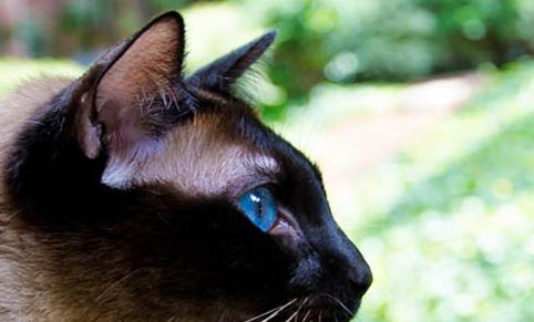 刚买的猫咪到家之后一直躲着不出来怎么办啊?