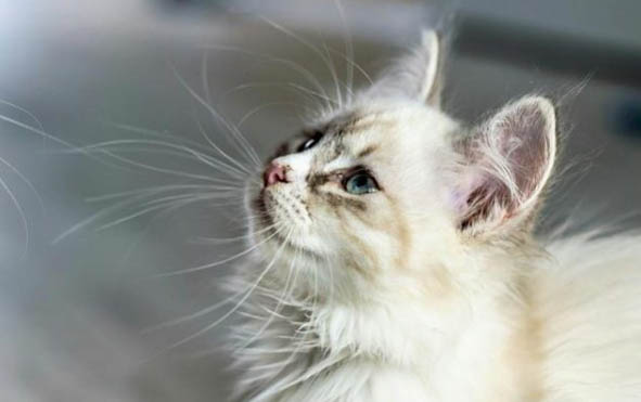 三个月的小猫咪能一次吃一个罐头不