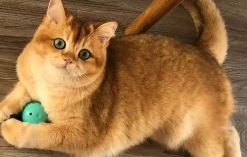 招财猫什么品种