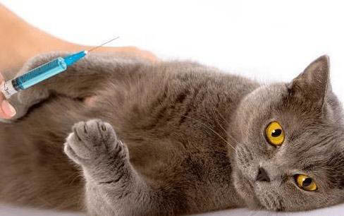 猫咪猫传腹和猫粮有关系吗
