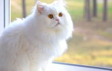 波斯猫品种介绍