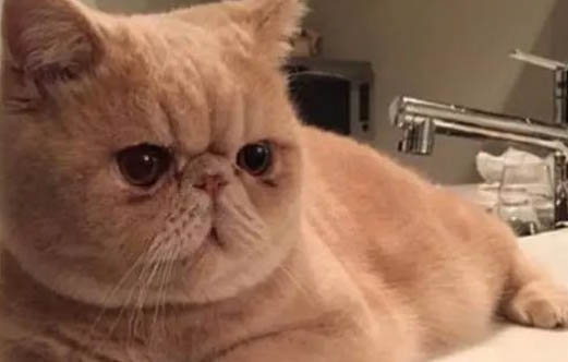 加菲猫为什么会呼吸像呼噜声?