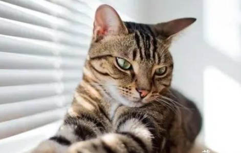 虎斑猫为什么不粘人
