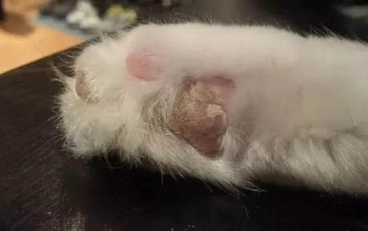 猫咪得口炎会死么