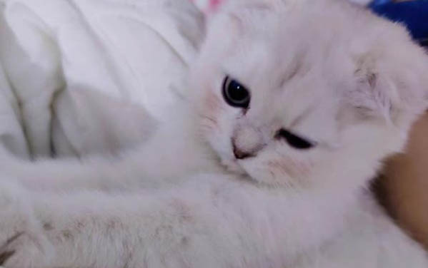 苏格兰折耳猫多少钱一只