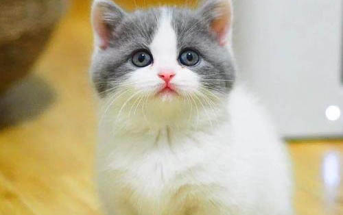 宠物皮堡斯多少钱一只，皮堡斯小猫哪里有卖