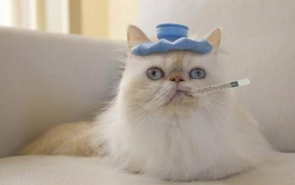 新买的猫一般需要检查什么