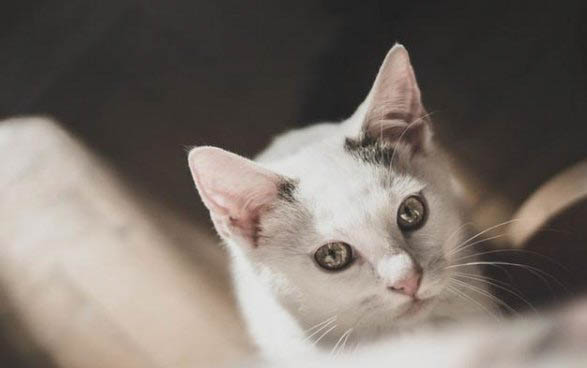猫咪为什么很怕洗澡的地方呢