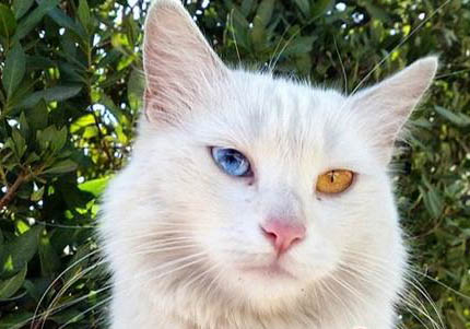 土耳其梵猫脱毛原因及处理方法