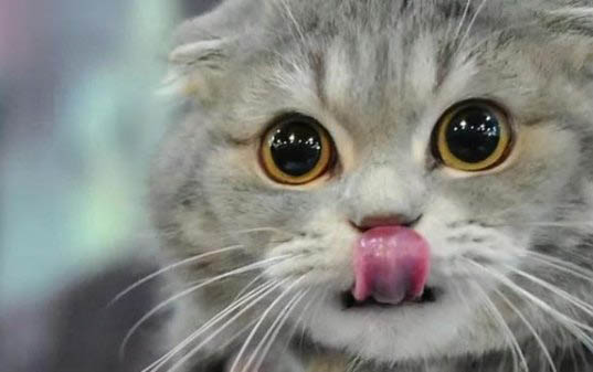 猫生第一只小猫要多久