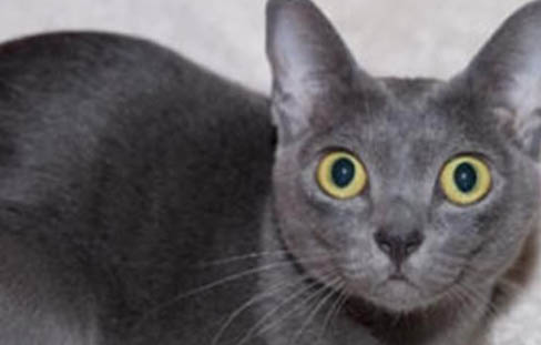 猫咪为什么反复黑下巴呢怎么回事