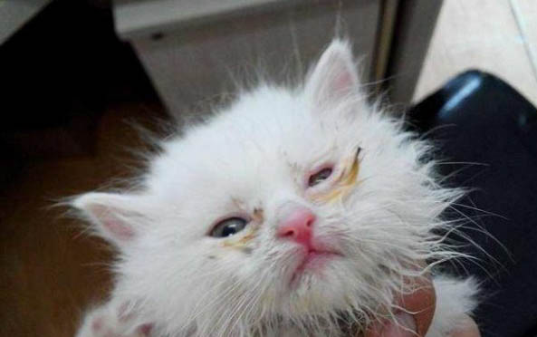 猫咪晒太阳为什么会中暑的原因