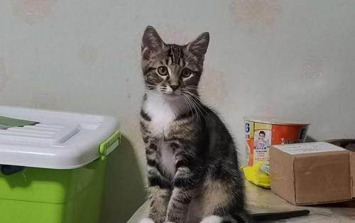刚出生的小猫死亡的状态