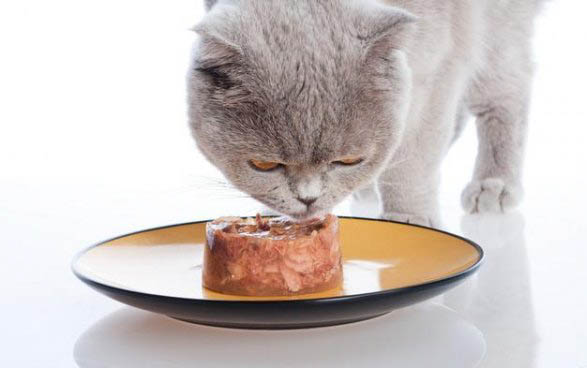 一般猫骨折手术要多少钱