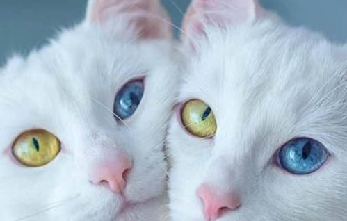 养猫一般一年成本多少钱呢