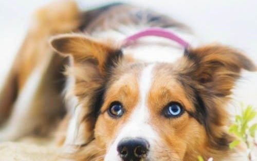 狗冠状病毒怎么治疗好