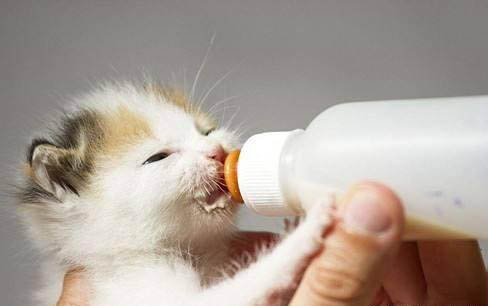为什么给猫咪吃了打虫药会的猫瘟