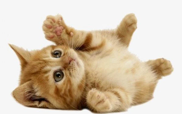 多大猫可以吃猫条