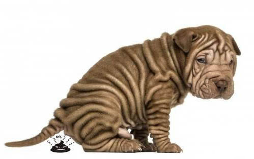 马犬幼犬一个月怎么看好不好呢