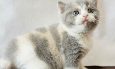 猫咪感冒了吃什么药