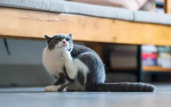宠物托运一只猫多少钱?