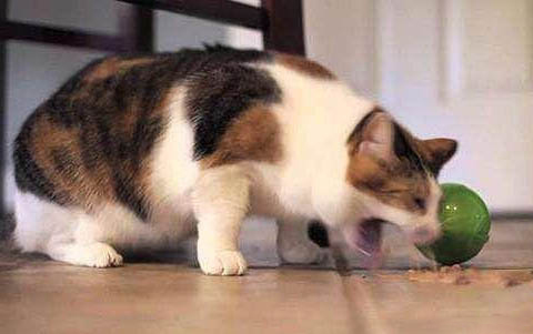 小猫感冒了怎么办啊