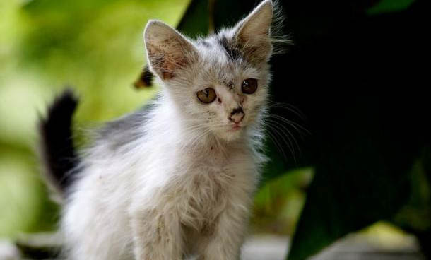 流浪猫怎么驯服