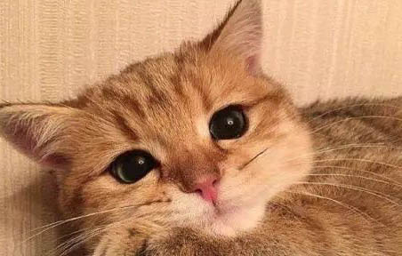 怎么辨别橘猫和乳白