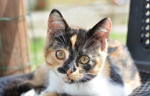猫膀胱炎症状能自愈么
