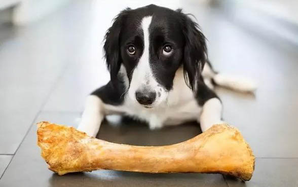 怎么确定狗狗怀孕了