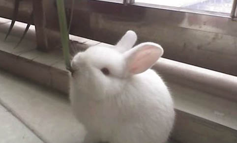 宠物兔需要洗澡吗