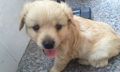 金毛犬不能吃哪些东西
