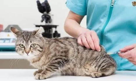 新生小猫每次人工喂奶多少毫升