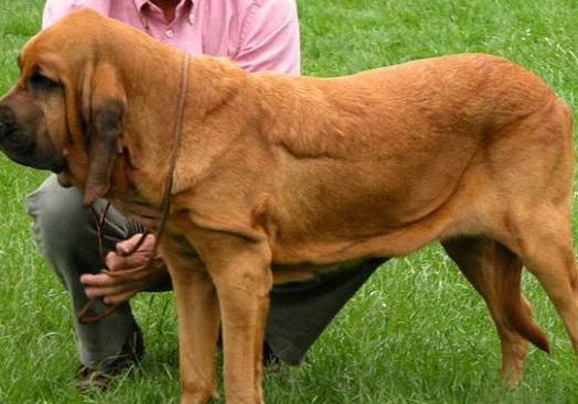 世界十大禁猎犬有哪些