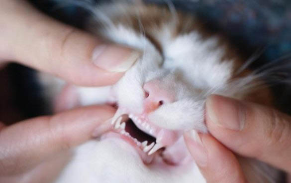 如何饲养刚出生的小猫