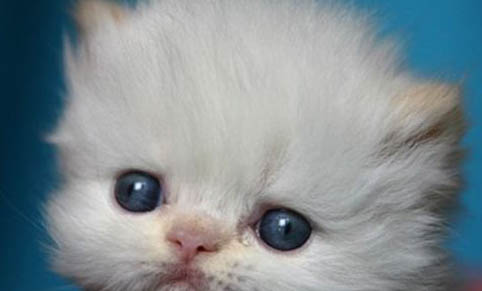 猫咪眼睛为什么突然眼屎多了