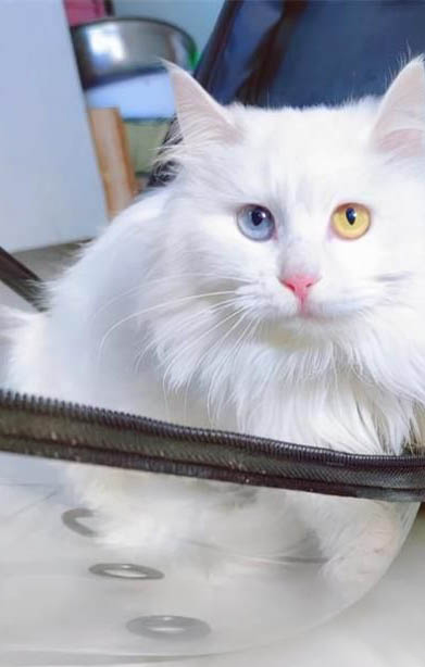 纯白高地猫好养吗