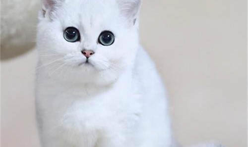 美国短毛猫性格的优缺点