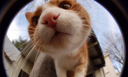 猫咪会哭吗会流眼泪吗