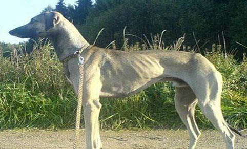 阿富汗猎犬多少钱一只幼崽