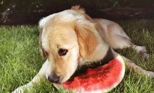 狗狗得了细小最多能活几天