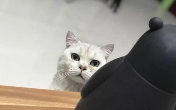 猫生产需要的东西有哪些