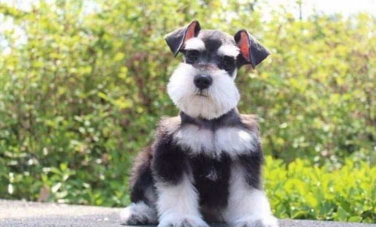 狗狗假孕多久能消失