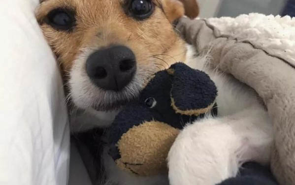 狗狗肝腹水吃什么中药好